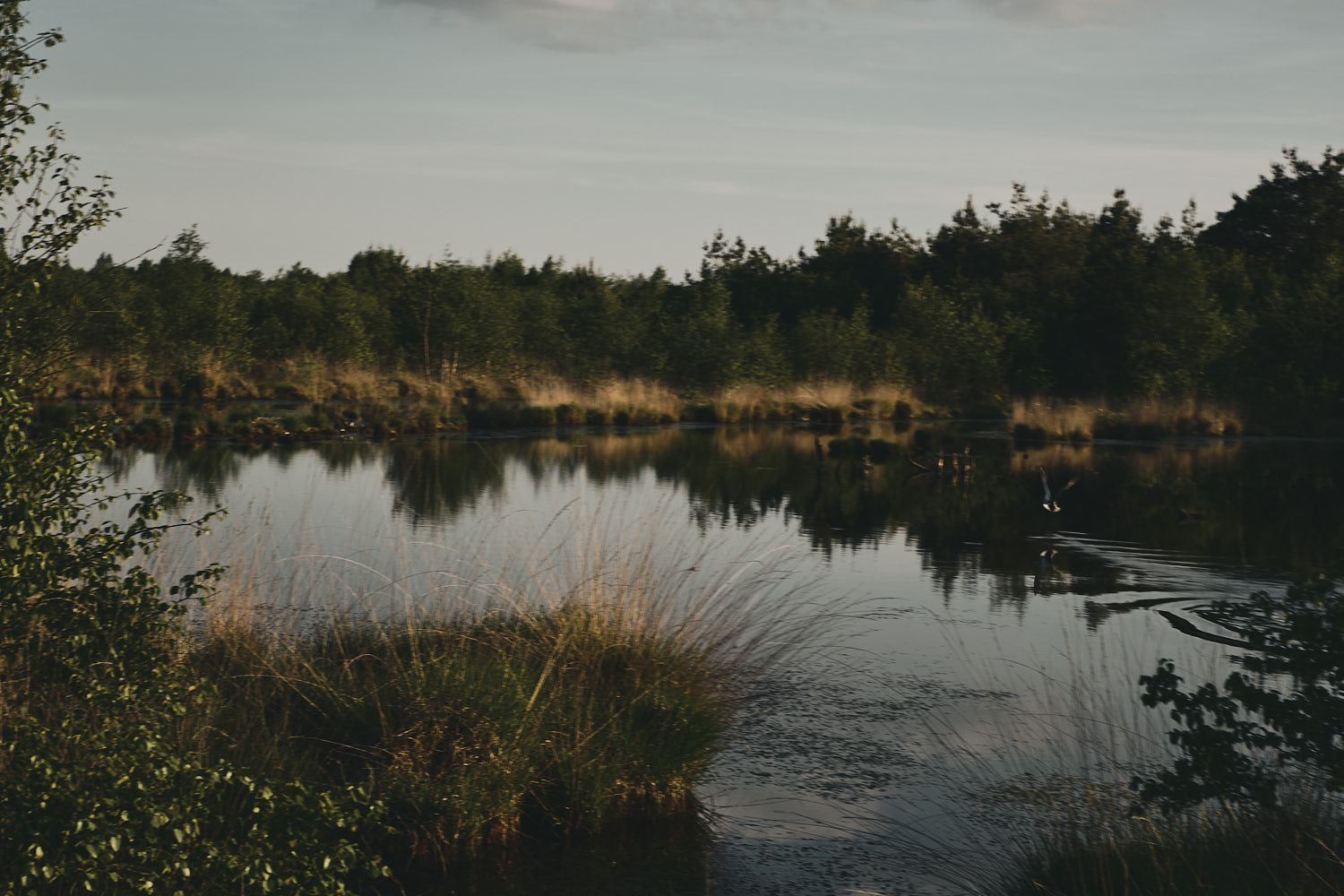 Pond and reeds in evening light
