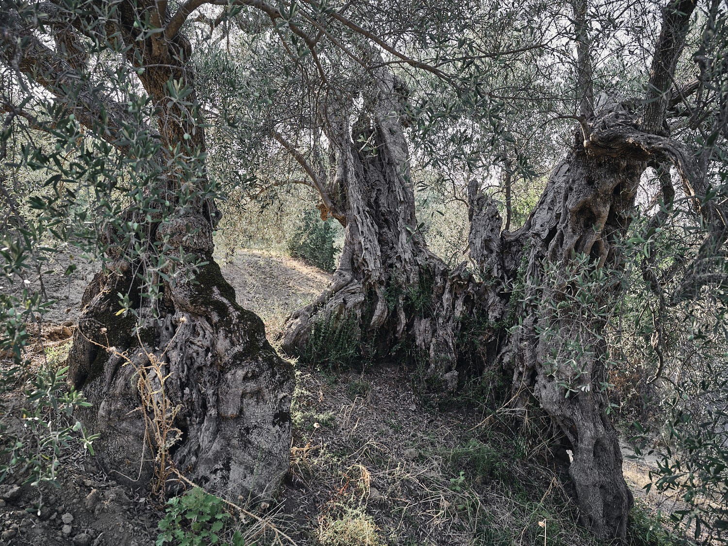 Ancient olive tree, textured trunk and bark — photograph 03