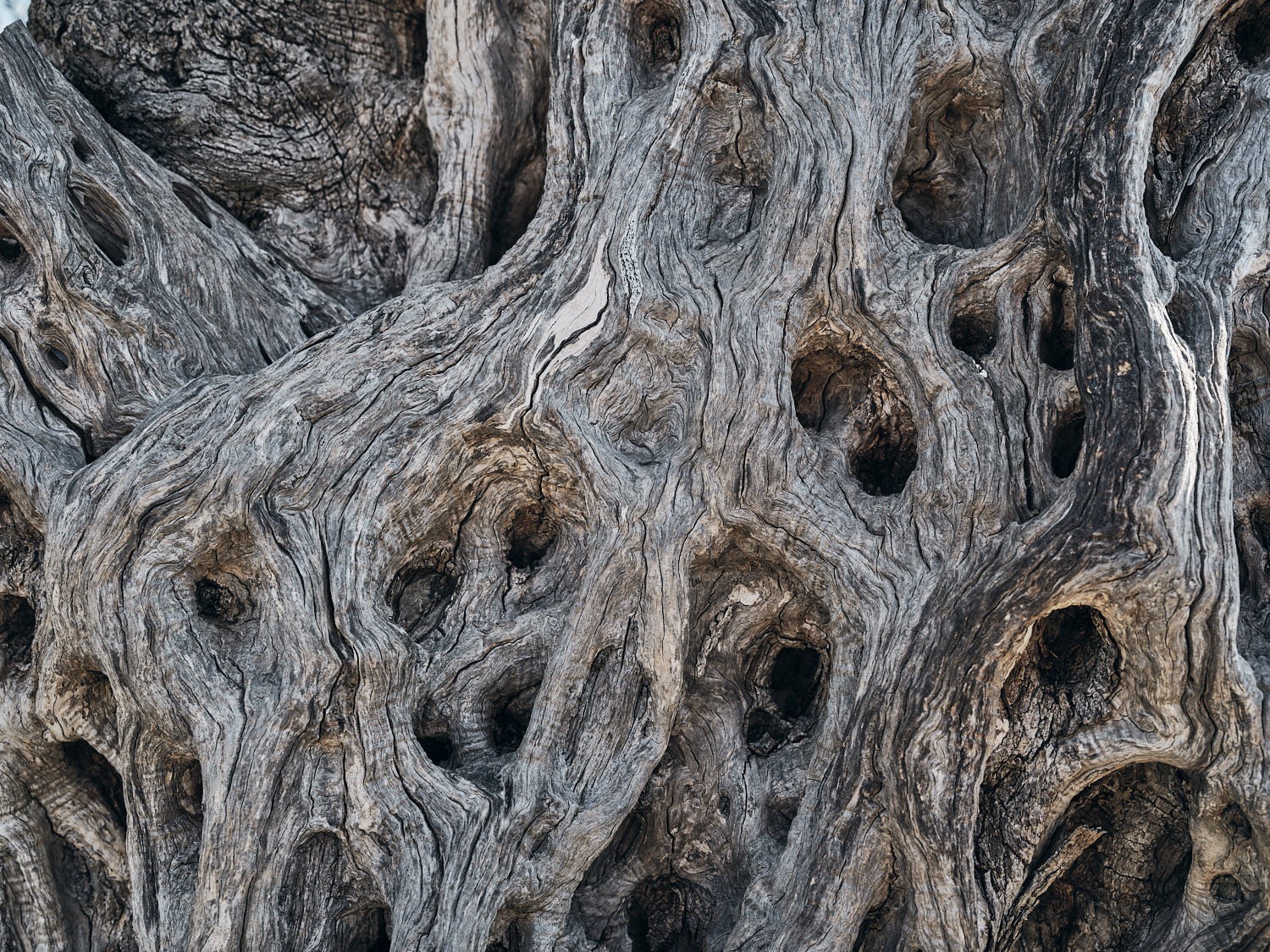 Ancient olive tree, textured trunk and bark — photograph 06