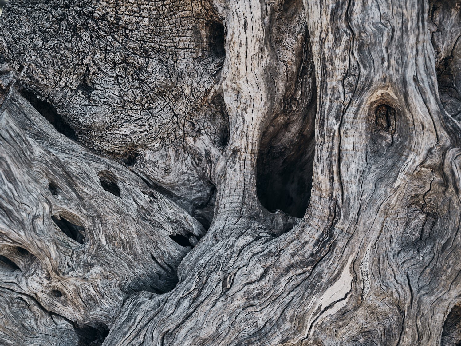 Ancient olive tree, textured trunk and bark — photograph 07
