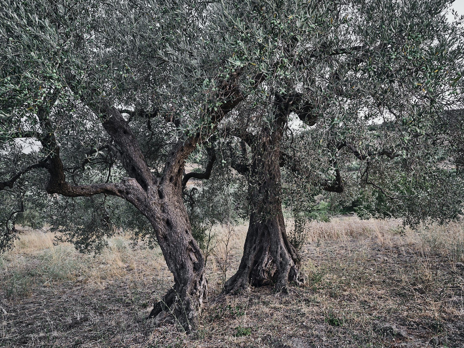 Ancient olive tree, textured trunk and bark — photograph 10