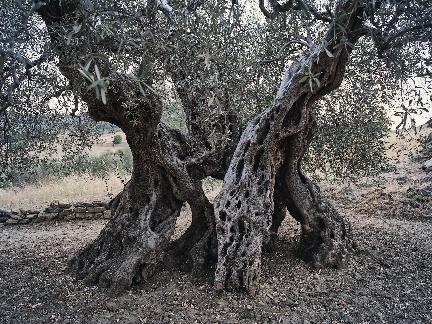 Ancient olive tree, textured trunk and bark — photograph 11