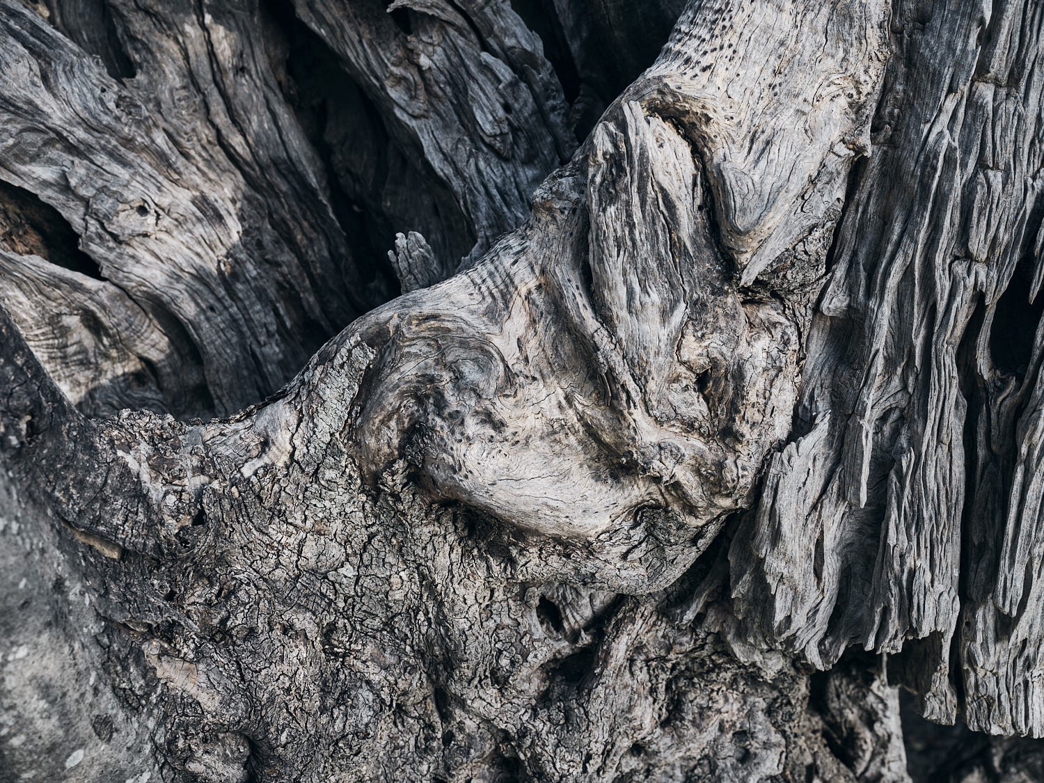 Ancient olive tree, textured trunk and bark — photograph 13