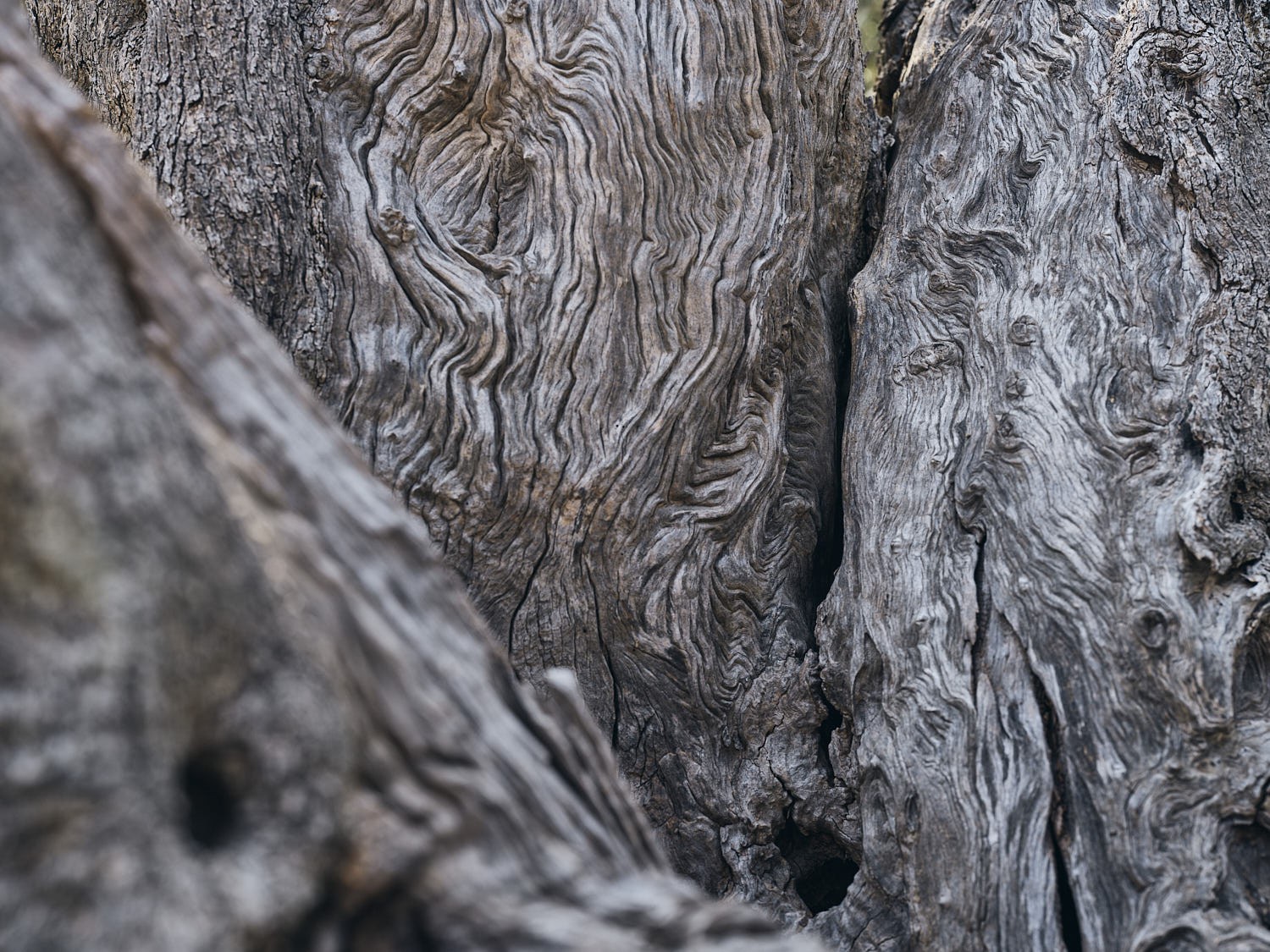 Ancient olive tree, textured trunk and bark — photograph 14