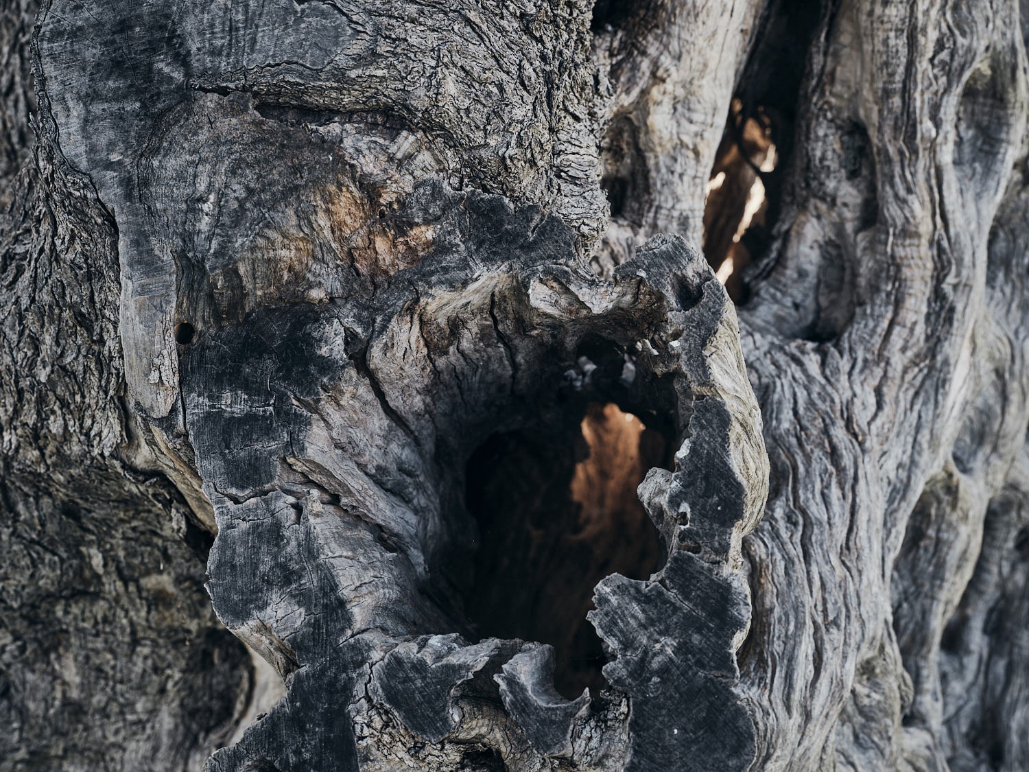 Ancient olive tree, textured trunk and bark — photograph 16
